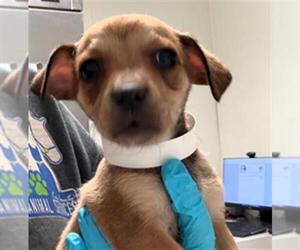 Chihuahua Dogs for adoption in Bakersfield, CA, USA