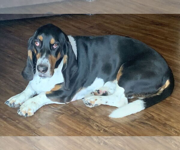 Medium Photo #5 Basset Hound Puppy For Sale in Petaluma, CA, USA