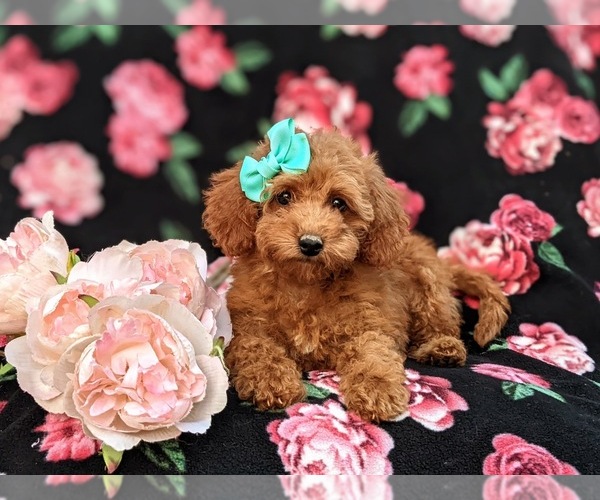 Medium Photo #7 Poodle (Miniature) Puppy For Sale in OXFORD, PA, USA