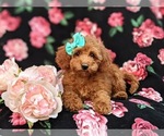Small Photo #7 Poodle (Miniature) Puppy For Sale in OXFORD, PA, USA
