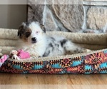 Puppy BMM5 Australian Shepherd