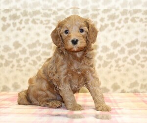 Cavapoo Puppy for sale in DENVER, PA, USA