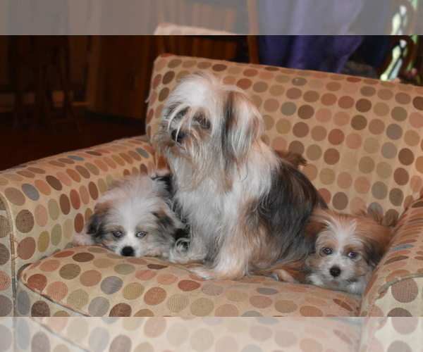 Medium Photo #21 Pom-Shi Puppy For Sale in DINWIDDIE, VA, USA