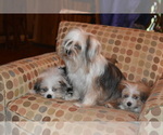 Small Photo #21 Pom-Shi Puppy For Sale in DINWIDDIE, VA, USA