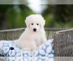Image preview for Ad Listing. Nickname: Piper