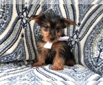 Small Photo #1 Yorkshire Terrier Puppy For Sale in LAKELAND, FL, USA