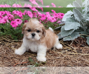 Shih Tzu Puppy for sale in SHILOH, OH, USA
