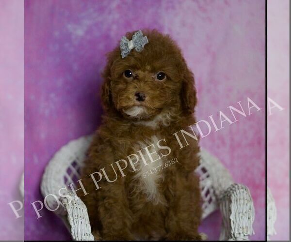 Medium Photo #1 Maltipoo (Miniature) Puppy For Sale in WARSAW, IN, USA