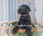 Small Photo #2 Labrador Retriever Puppy For Sale in OZARK, MO, USA
