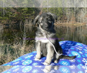 German Shepherd Dog Puppy for Sale in PIEDMONT, Missouri USA