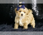 Small Photo #134 Maltipoo Puppy For Sale in WARSAW, IN, USA