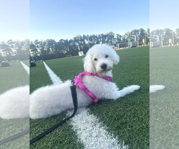 Medium Photo #7 Poodle (Miniature) Puppy For Sale in Arlington, VA, USA