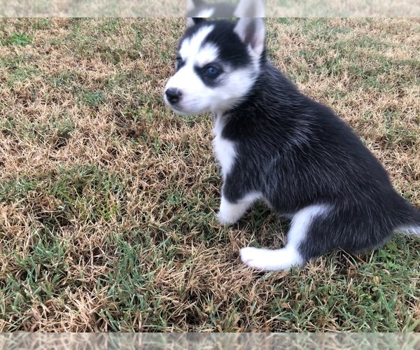 Medium Photo #9 Siberian Husky Puppy For Sale in JOPLIN, MO, USA