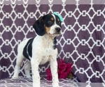 Small Photo #7 Beagle Puppy For Sale in LAKELAND, FL, USA