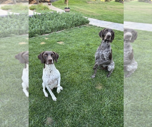 Medium Photo #2 German Shorthaired Pointer Puppy For Sale in LIVINGSTON, CA, USA