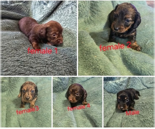 Medium Photo #1 Dachshund Puppy For Sale in BURLINGTON, MA, USA