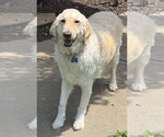 Small Golden Pyrenees