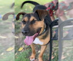 Small Photo #12 Mutt Puppy For Sale in Elmsford, NY, USA