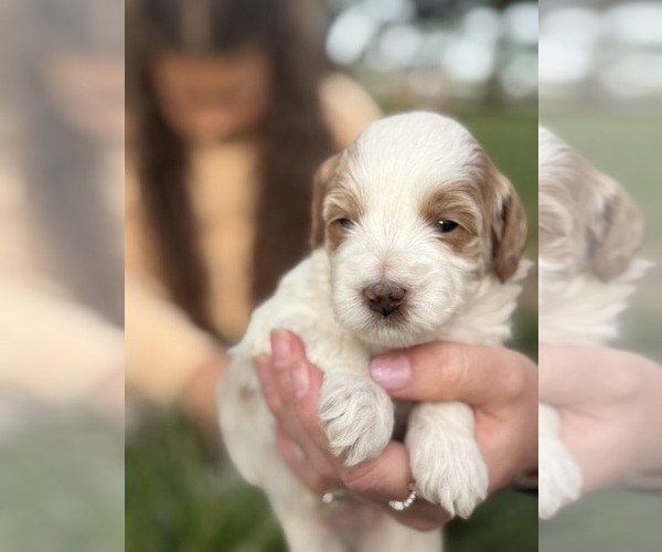 Medium Photo #16 Goldendoodle (Miniature) Puppy For Sale in FREDERICA, DE, USA