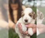 Small Photo #16 Goldendoodle (Miniature) Puppy For Sale in FREDERICA, DE, USA