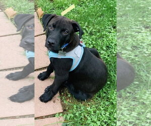 Mutt Dogs for adoption in Germantown, OH, USA