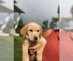 Small Photo #1 Labrador Retriever Puppy For Sale in FENTON, MI, USA