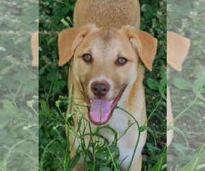 Australian Shepherd-Pembroke Welsh Corgi Mix Dogs for adoption in McDonough, GA, USA