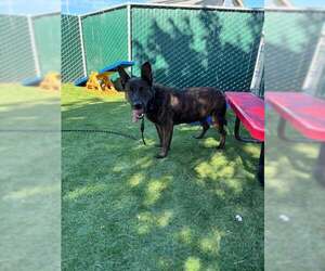 Mutt Dogs for adoption in San Bernardino, CA, USA