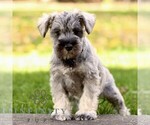 Small Schnauzer (Miniature)