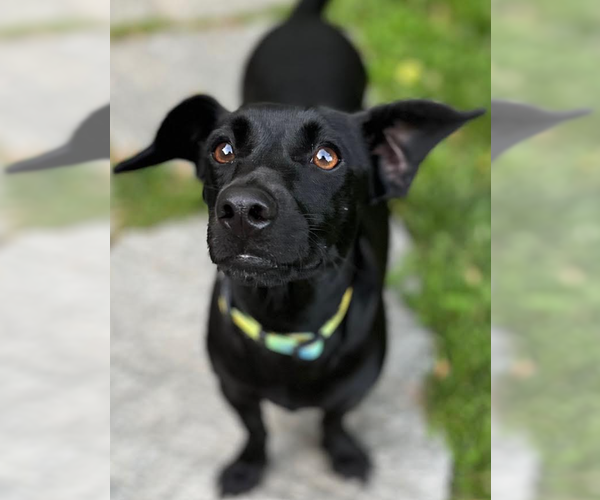 Medium Photo #3 Dachshund-Unknown Mix Puppy For Sale in Cranston, RI, USA