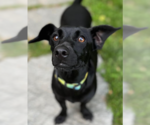 Small #2 Dachshund Mix