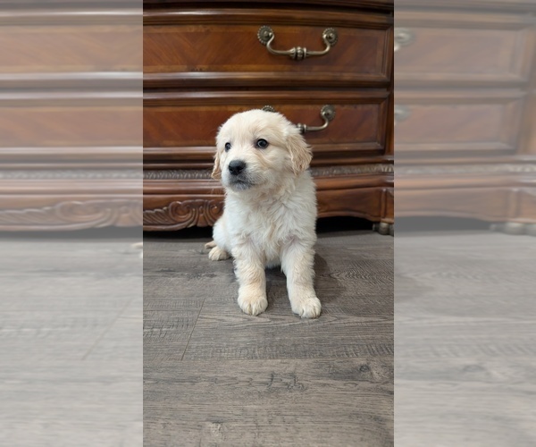 Medium Photo #9 Golden Retriever Puppy For Sale in ELVERTA, CA, USA