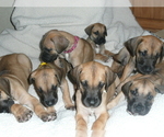 Small Photo #2 Great Dane Puppy For Sale in CONWAY, SC, USA