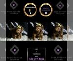 Small #7 YorkiePoo