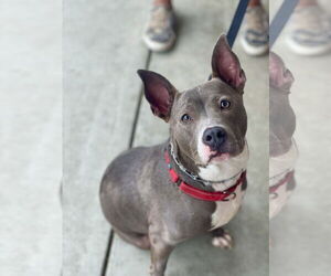 Mutt Dogs for adoption in Mount Laurel, NJ, USA