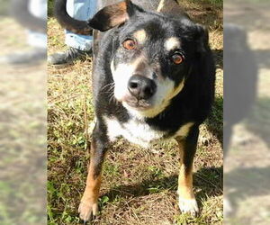 German Shepherd Dog-Unknown Mix Dogs for adoption in Frankston, TX, USA