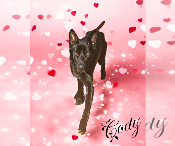 Medium Photo #4 German Shepherd Dog Puppy For Sale in LOGANVILLE, GA, USA
