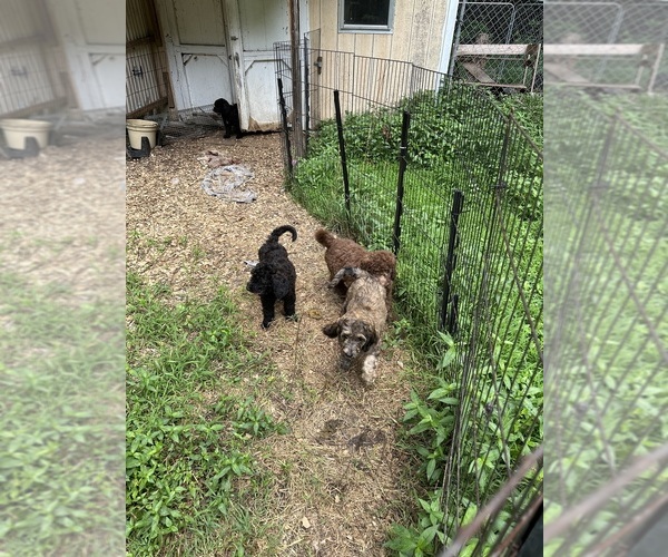 Medium Photo #3 Goldendoodle-Poodle (Standard) Mix Puppy For Sale in LOUISA, VA, USA
