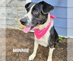 Small #2 Border Collie Mix