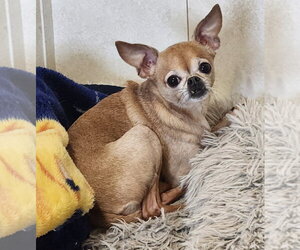 Chihuahua Dogs for adoption in Walnutport, PA, USA