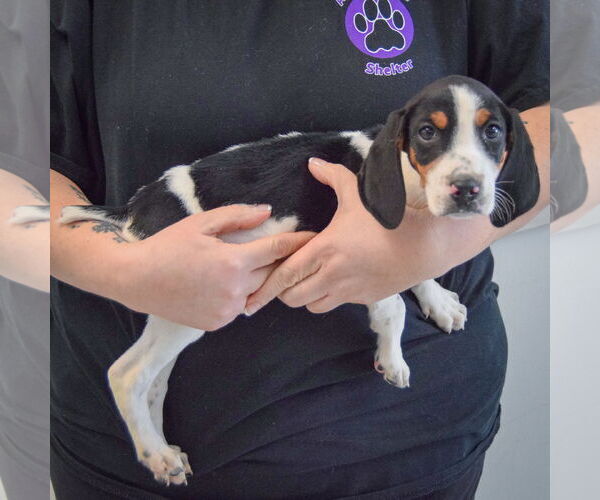 Medium Photo #2 Bagle Hound Puppy For Sale in Huntley, IL, USA