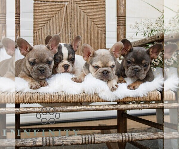 Medium Photo #2 French Bulldog Puppy For Sale in HONEY BROOK, PA, USA