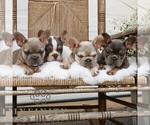 Small #1 French Bulldog