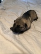 Small Photo #3 German Shepherd Dog Puppy For Sale in HARRISON, TN, USA