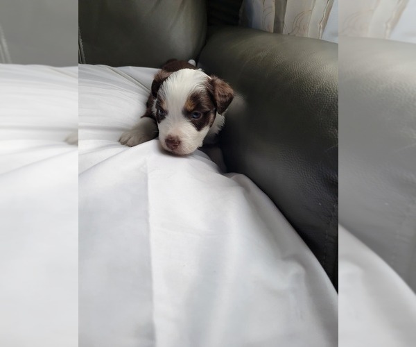 Medium Photo #15 Miniature Australian Shepherd Puppy For Sale in WILLIAMSBURG, CO, USA