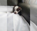 Small #14 Miniature Australian Shepherd