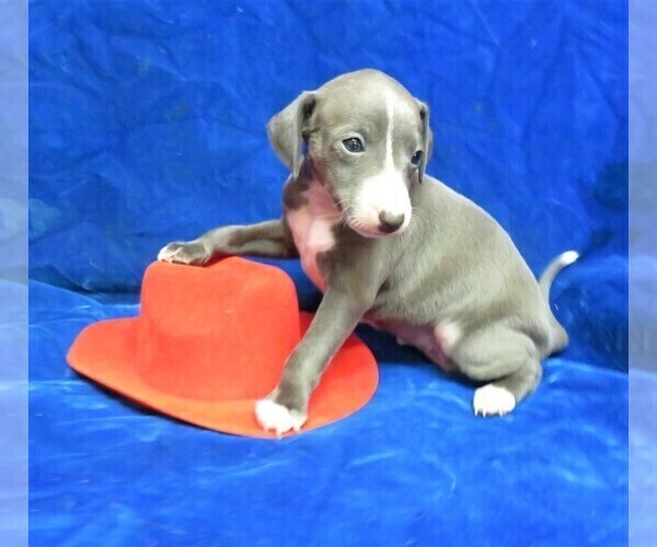 Medium Photo #5 Italian Greyhound Puppy For Sale in NORWOOD, MO, USA