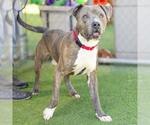 Small #1 American Pit Bull Terrier