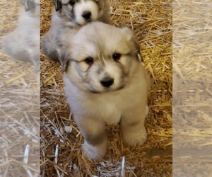 Airedale Terrier-Great Pyrenees Mix Puppy for sale in WOODBURY, TN, USA