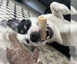 Small #14 American Pit Bull Terrier Mix